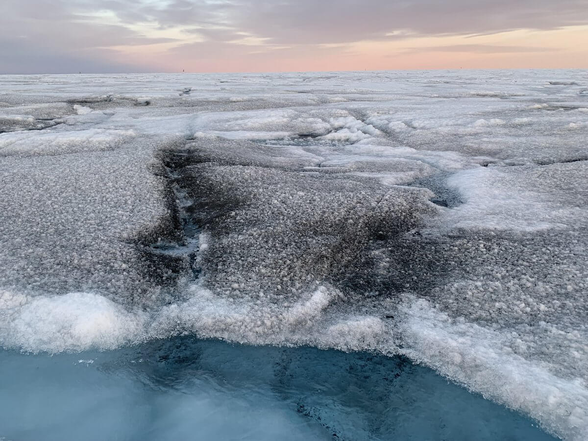 algae black Greenland ice