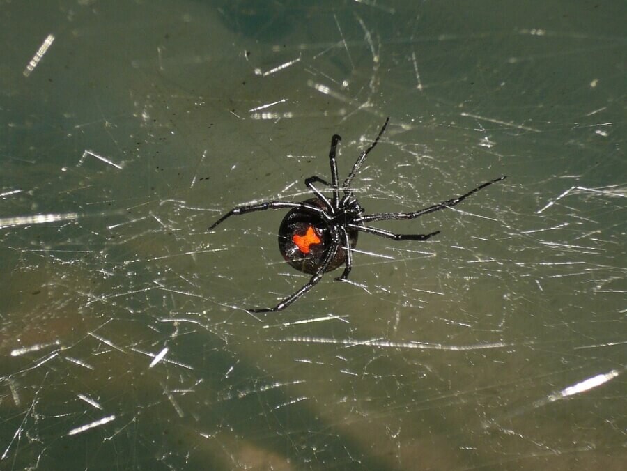 black widow spider in web