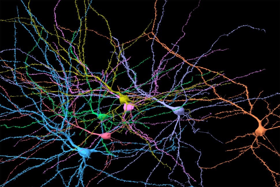 A 3D reconstruction of select neurons within a small region of the human cortex.