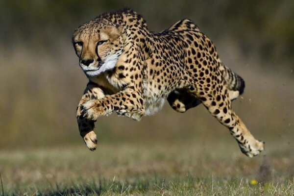 cheetah running