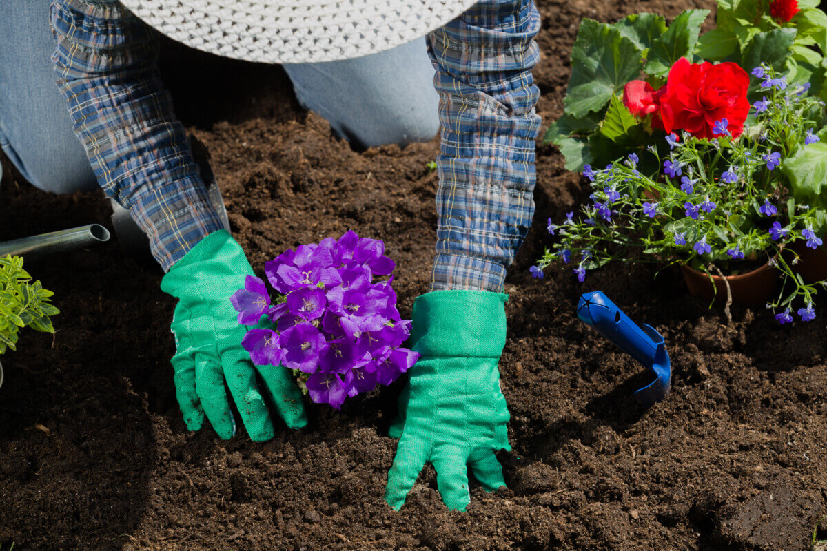 Planting flowers in the garden home