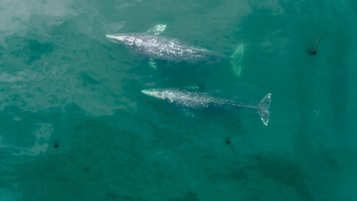gray whales