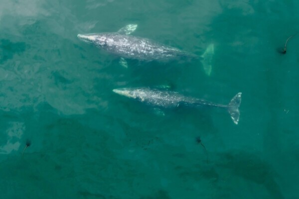Two PCFG gray whales.