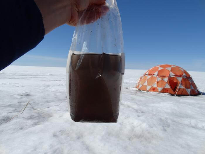 One of the samples in which Laura Perini found giant viruses. At first glance it looks like dirty water, but the bag is teeming with microorganisms, one of those being the ice algae that darkens the ice.