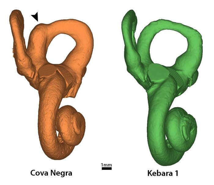 3D model of the inner ear of fossil CN-46700