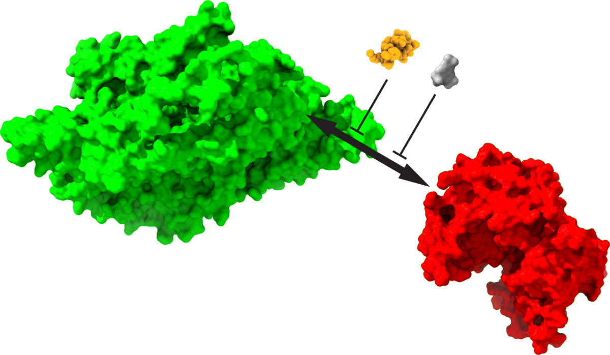 Memories are stored by the interaction of two proteins: a structural protein, KIBRA (green), that acts as a persistent synaptic tag, and a synapse-strengthening enzyme, protein kinase Mzeta (red). Drugs that disrupt the memory-perpetuating interaction (other colors) erase pre-established long-term and remote memories. Credit: Changchi Hsieh, Ph.D.