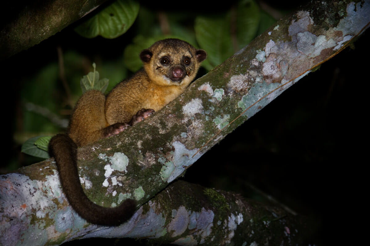  the kinkajou, a nocturnal tree dweller.