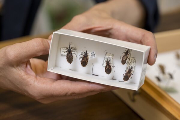 Kissing bugs are vectors of a parasite that causes Chagas disease, which can lead to serious heart problems.