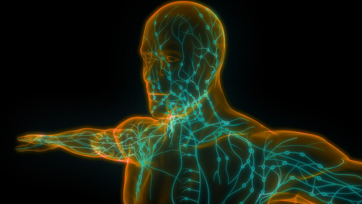 Human Internal system Lymph Nodes Anatomy.
