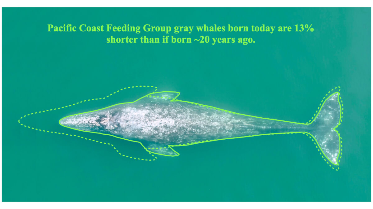 Schematic showing the decline in length between a full-grown PCFG gray whale born prior to 2000 and a PCFG gray whale born in 2020. 