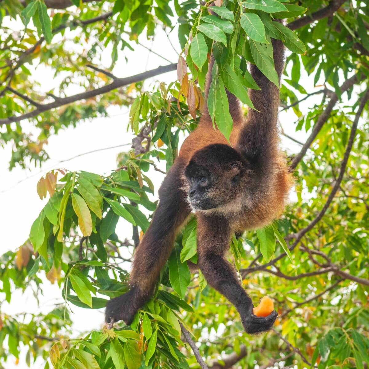 spider monkey