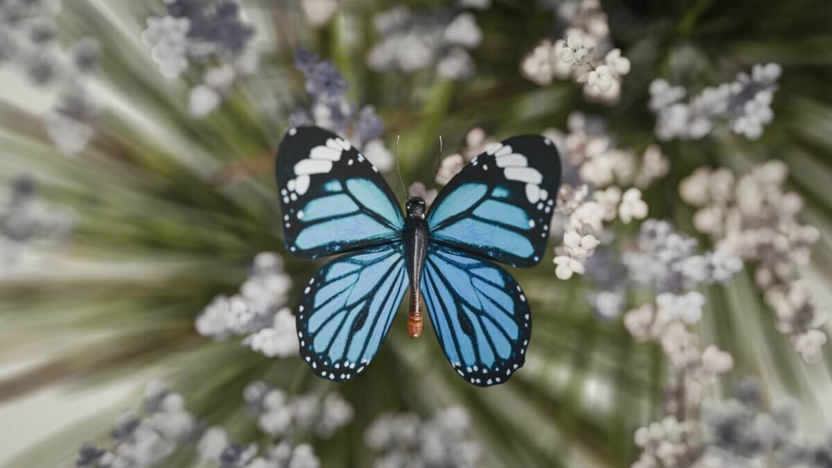 Blue butterfly