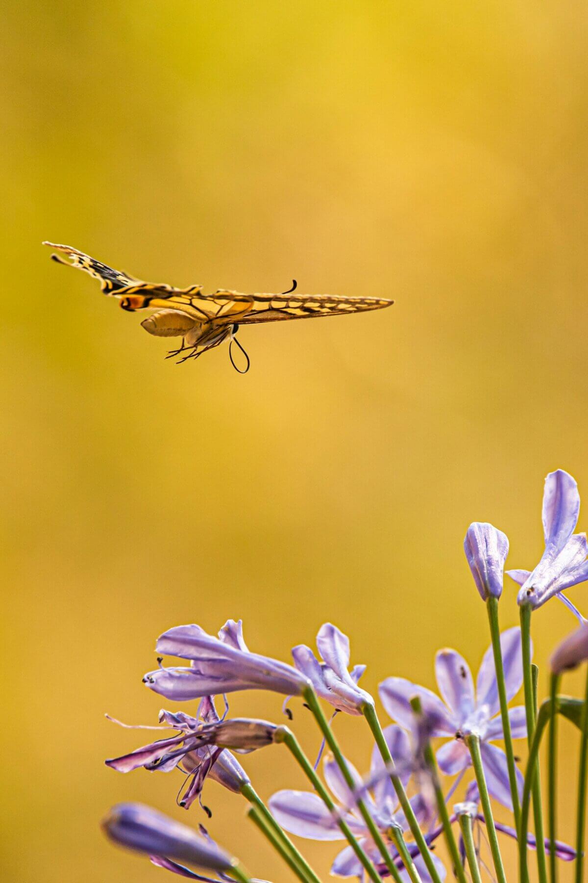 Butterfly flying above flowers