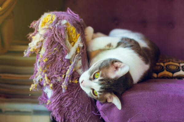 Cat destroys couch from scratching it