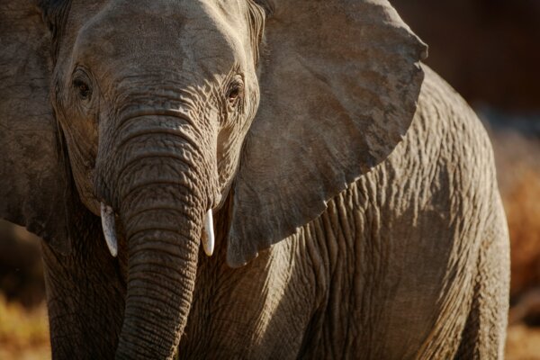 Close-up of elephant with tusks