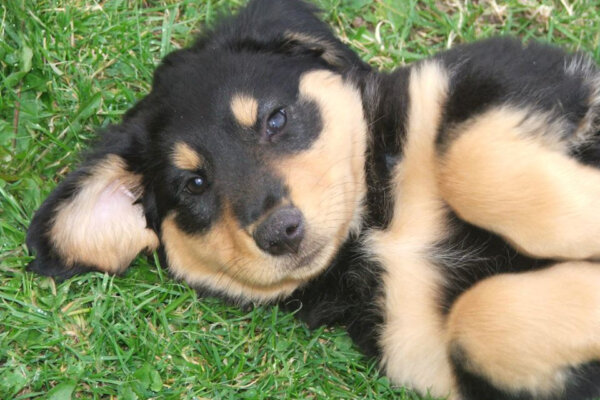 English Shepherd puppy