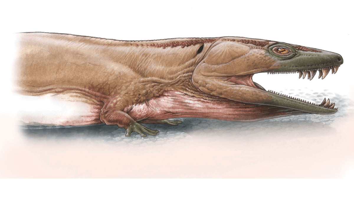 Reconstruction of Gaiasia jennyae, the new stem tetrapod from Namibia
