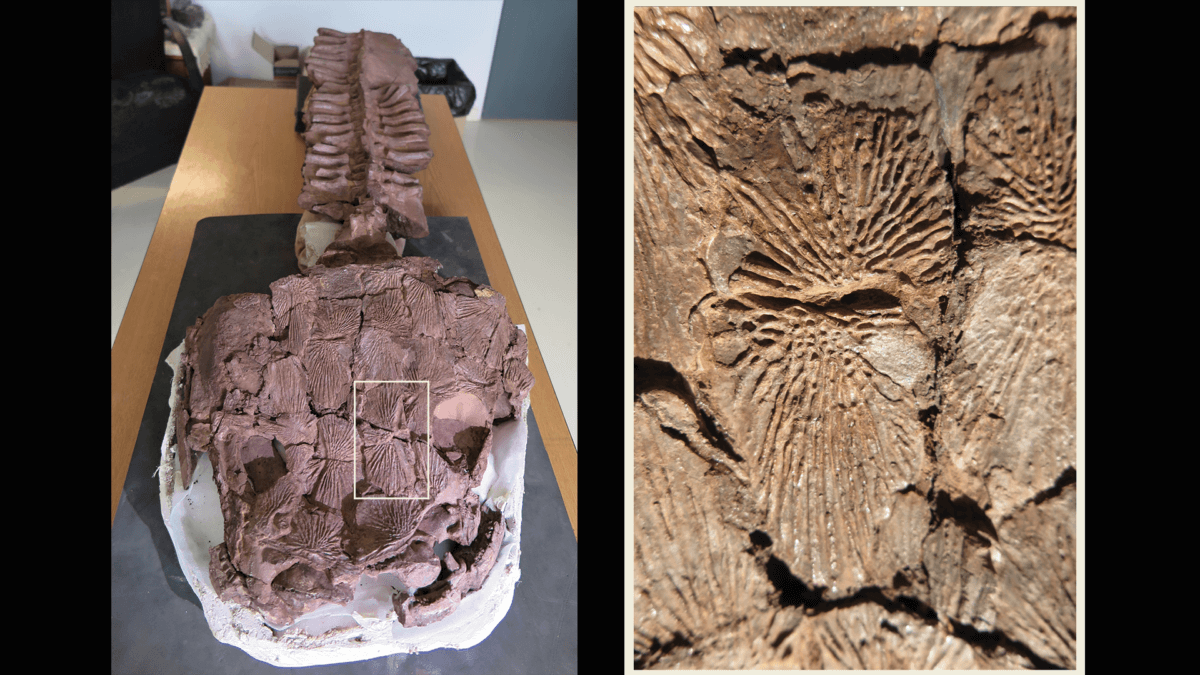 The fully-prepared stem tetrapod Giasia jennyae with a close up of the intricate ornamentation of the skull roof bones.