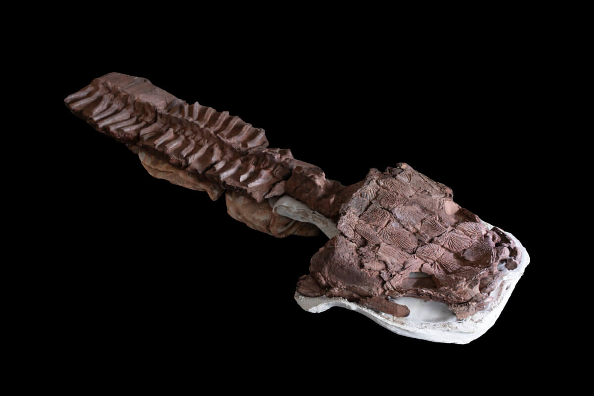 Fossil skeleton, including the skull and backbone, of Gaiasia jennyae.