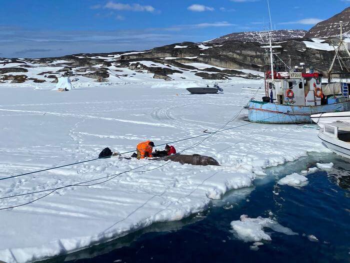 Tissue collection from a Greenland shark. 
