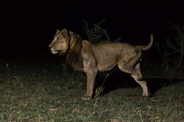Jacob, the lion with nine lives.