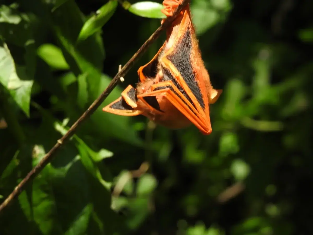 A painted woolly bat, or Kerivoula picta, roosts on a leaf. 