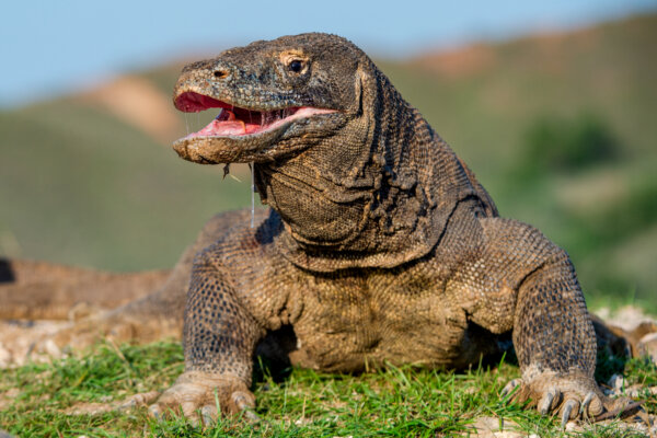 The Komodo dragon raised the head and opened a mouth.