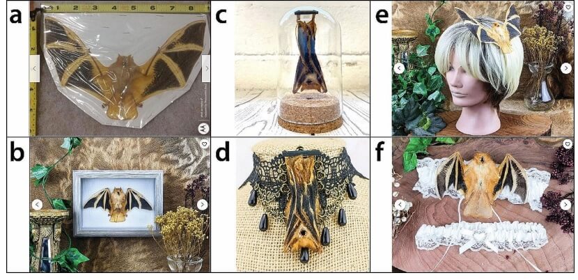This image used in a UC Davis and CUNY study are screenshots of eBay and Etsy listing featuring specimens of Kerivoula picta, or painted woolly bat, for sale.