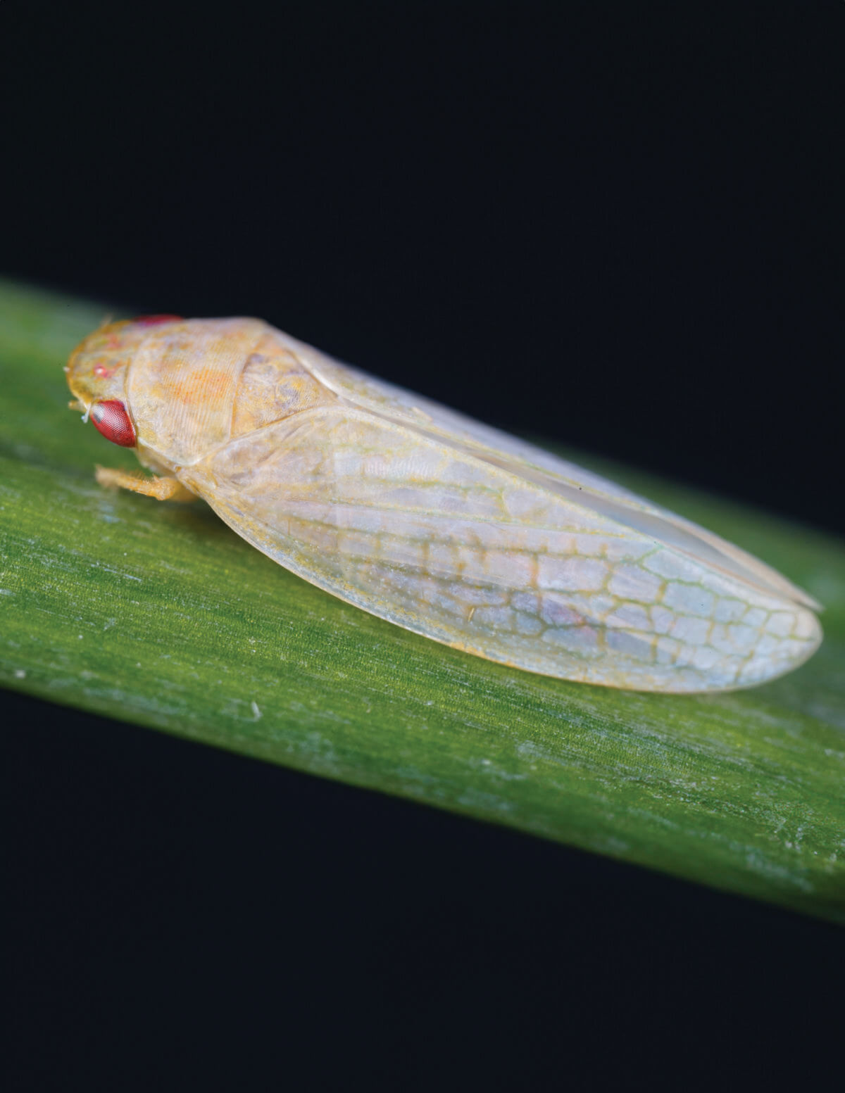 Pictured is a leafhopper G. serpenta.
