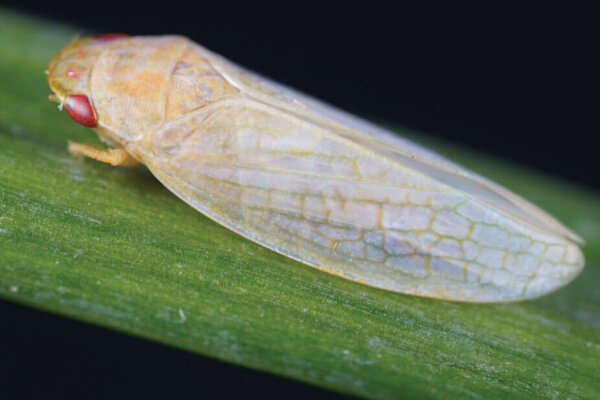 Pictured is a leafhopper G. serpenta.