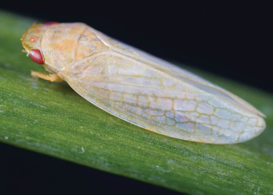 Leafhopper on leaf