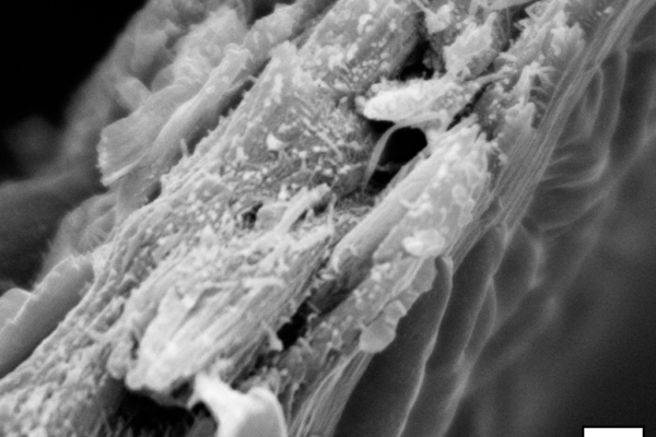 Liriodendron tulipifera wood ultrastructure observed under a cryo-SEM