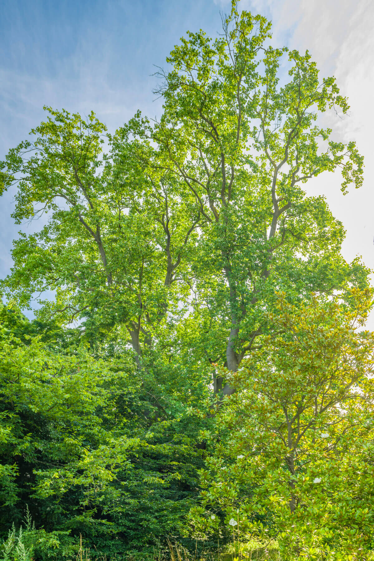 Tulip Tree (Liriodendron tulipifera) towering over its neighbours in the Cambridge University Botanic Garden