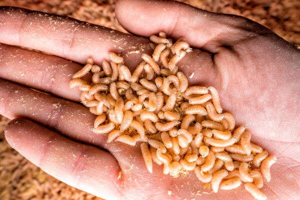Maggots in hand, close up