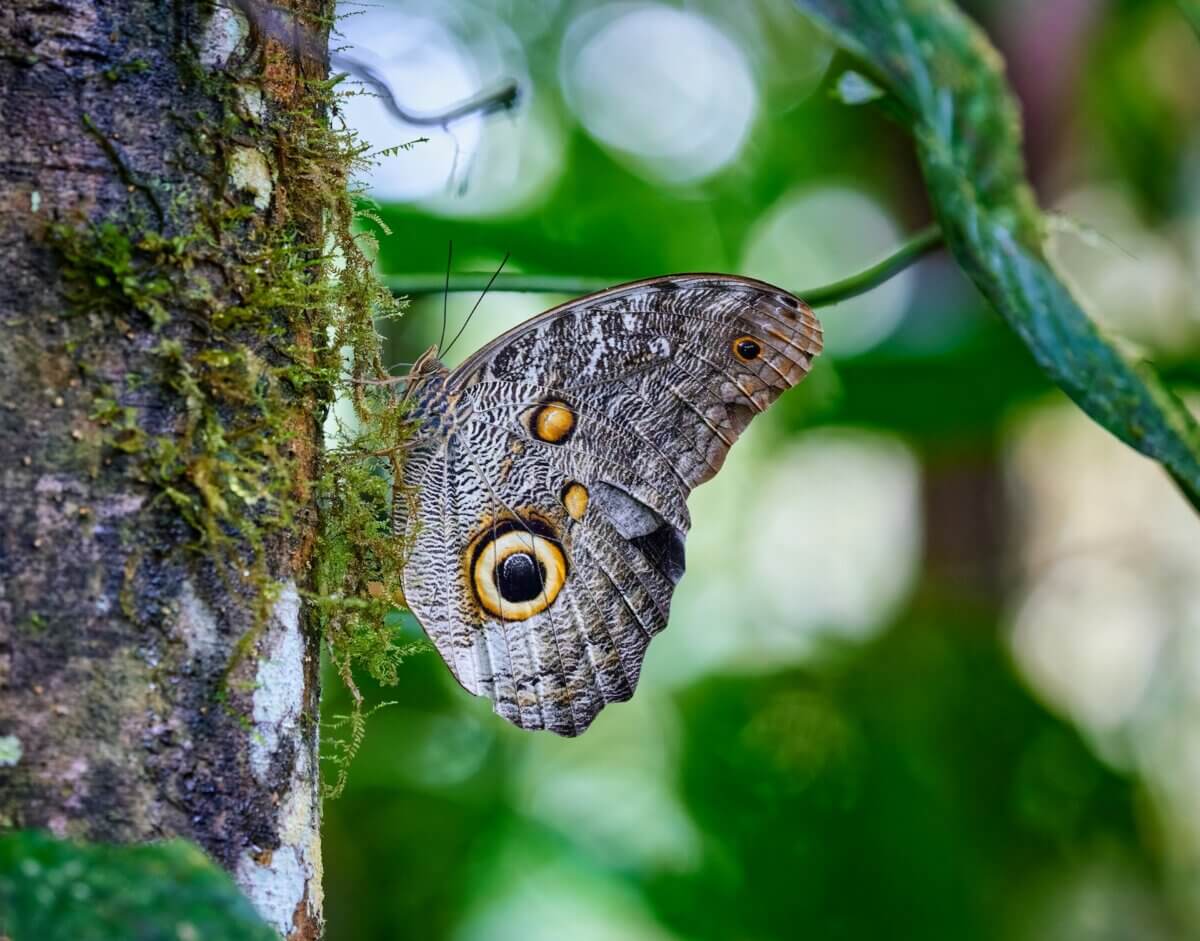 Moth on a tree