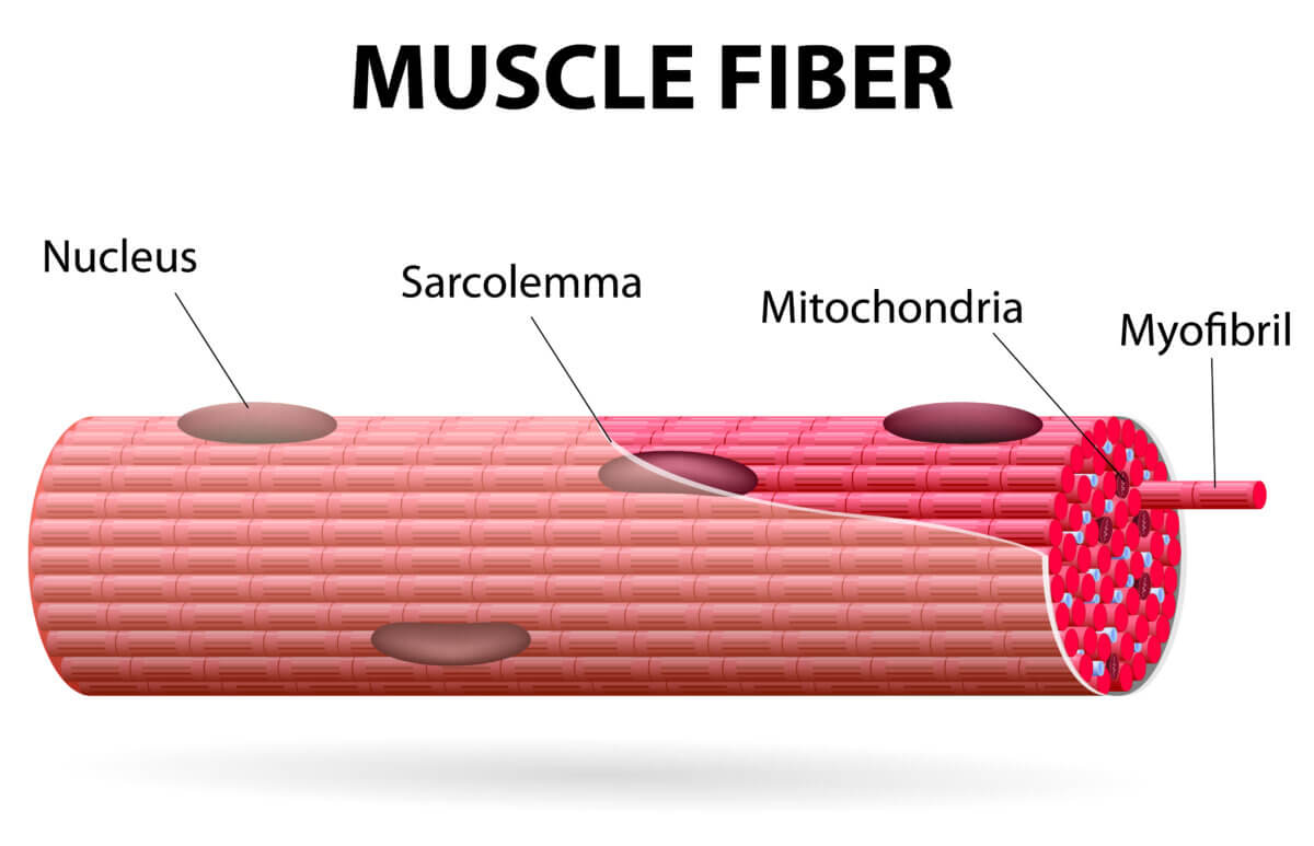 Muscle fiber diagram