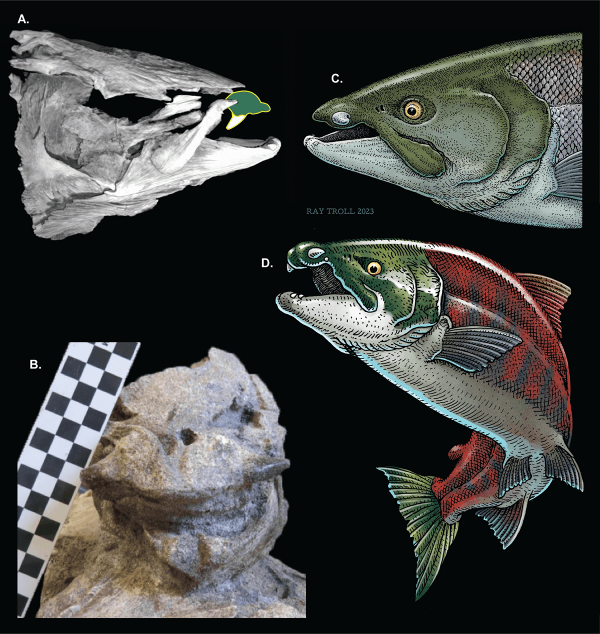 Oncorhynchus rastrosus, the prehistoric saber-toothed Pacific salmon