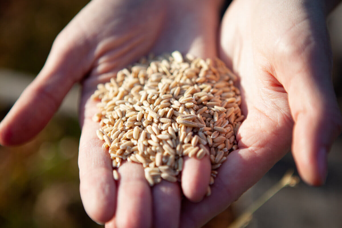 Oats or barley held in hands