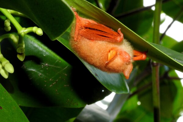 A painted woolly bat, or Kerivoula picta, roosts under a leaf in Indonesia.