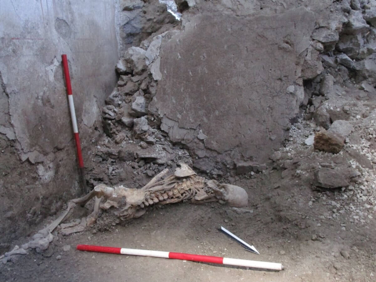 Skeleton of ‘individual 1’, a male aged around 50 years. 
