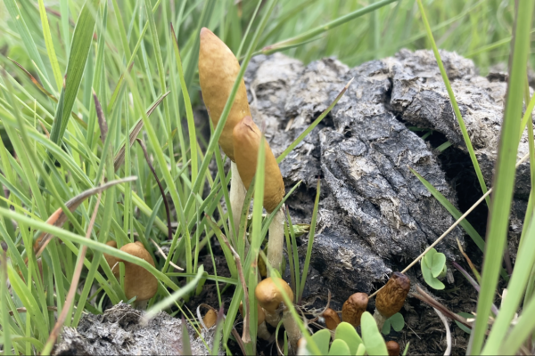 Psilocybe maluti was found growing in pastureland on cow manure in the Free State and Kwa-Zulu Natal provinces of South Africa, as well as the highlands of Lesotho. Psilocybe maluti was found growing in pastureland on cow manure in the Free State and Kwa-Zulu Natal provinces of South Africa, as well as the highlands of Lesotho.