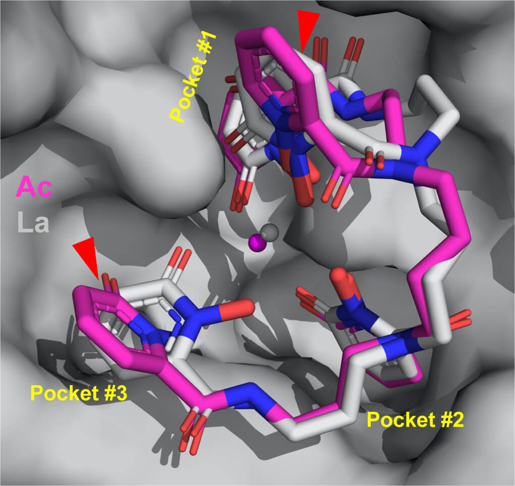 This rendering shows the structure of how actinium (magenta) binds with other molecules. Red triangles point out how the arrangement differs from actinium’s lighter counterpart, lanthanum (grey). The stick structure of the binding molecule (the ligand) is surrounded by pockets in the protein