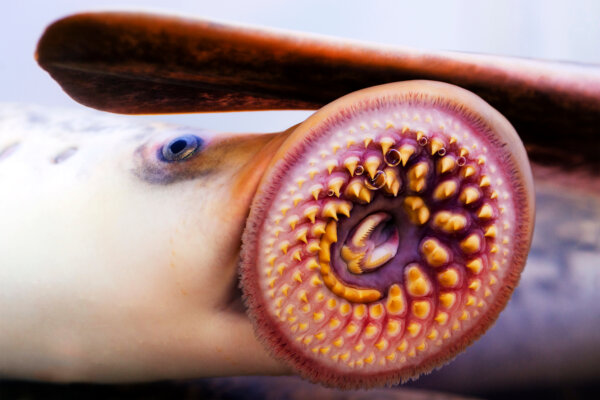 Closeup of a river lamprey