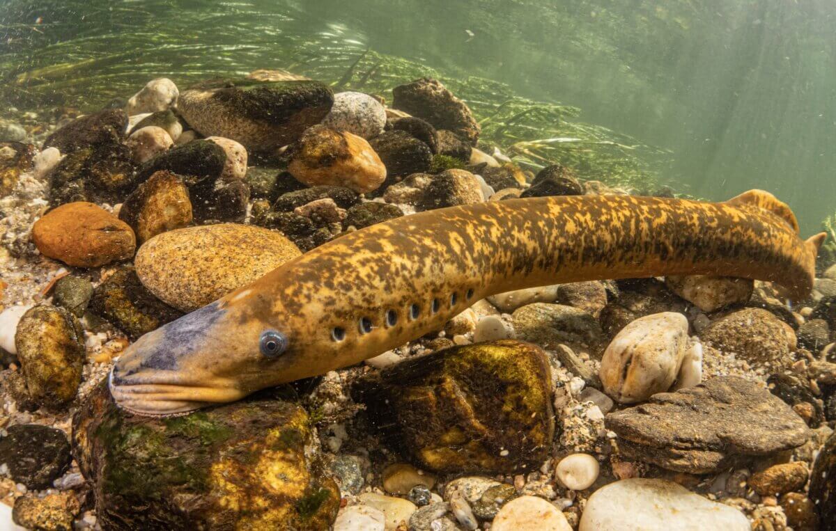 Sea lamprey making the nest in the river to lay eggs. 
