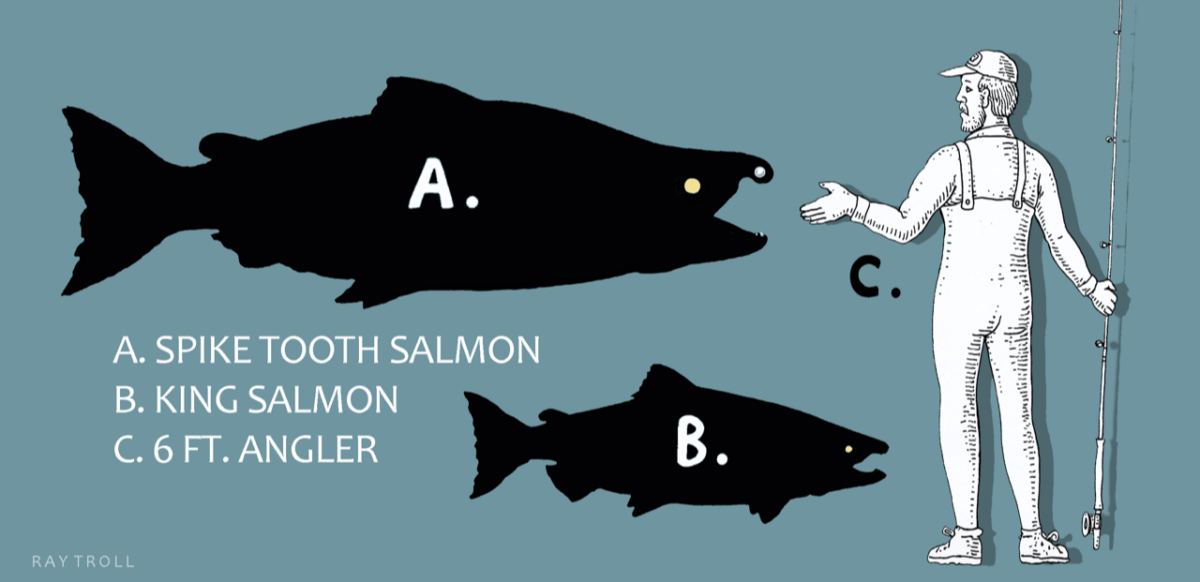 Comparative size of the Spike-Tooth Salmon to the largest living salmon and a 6ft. fisherman. 