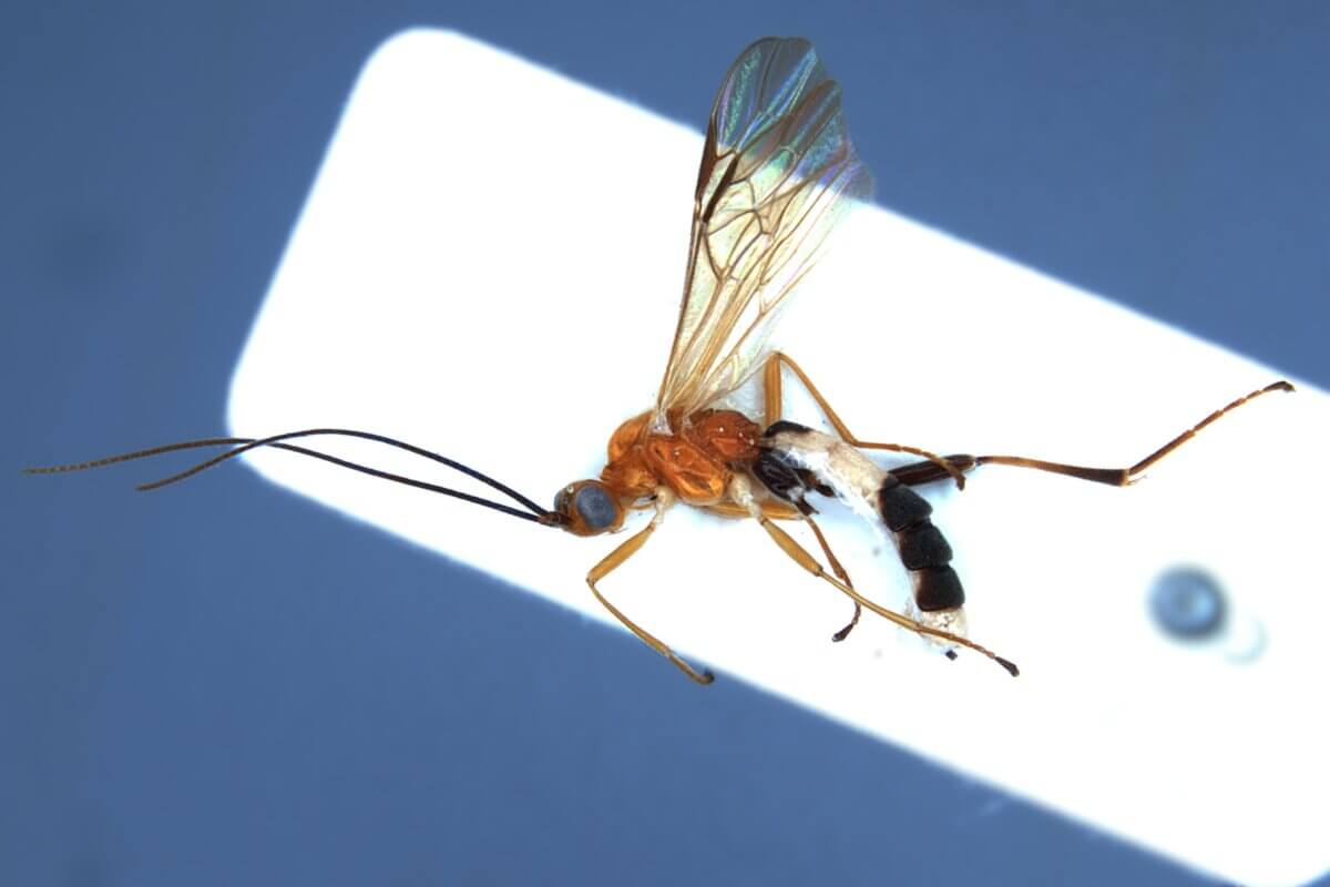 T. rafaelnadali wasp