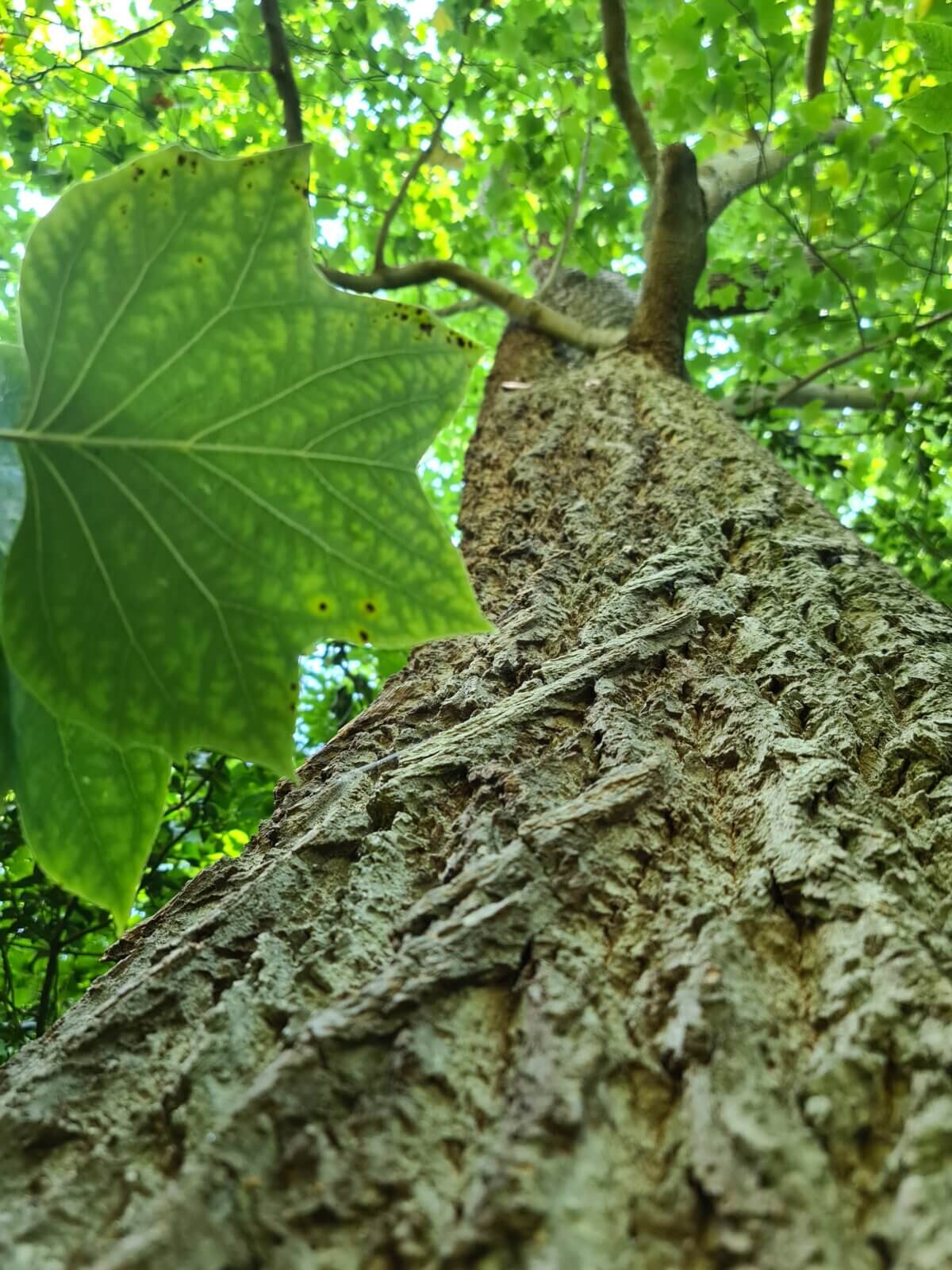 Tulip Tree (Liriodendron tulipifera) in the Cambridge University Botanic Garden