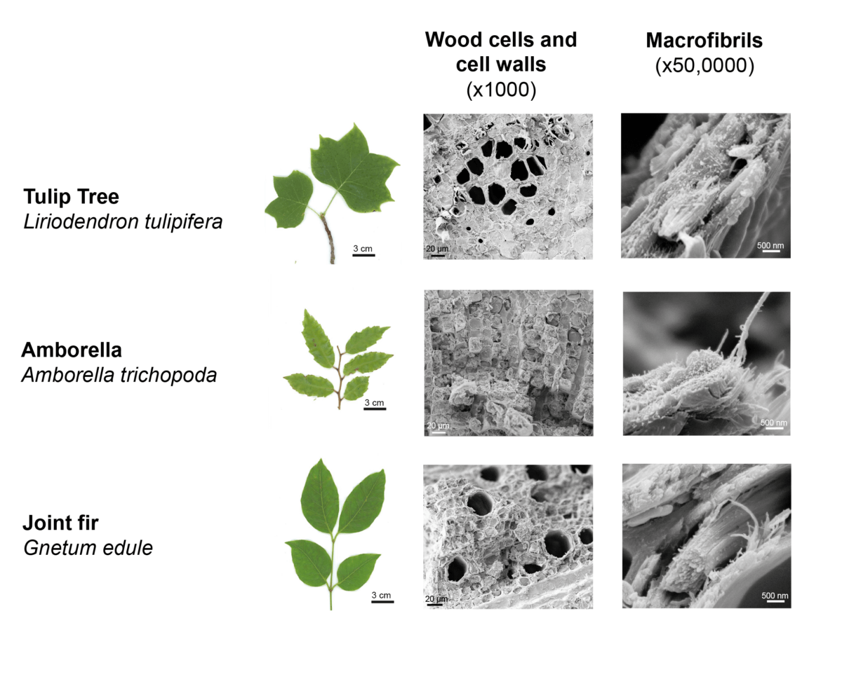 Wood ultrastructure of the Tulip Tree
