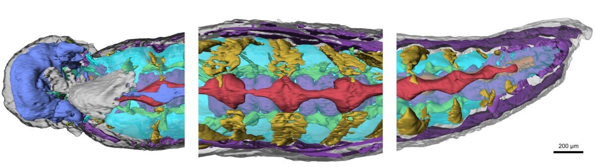 Composite image showing internal organ systems at front, middle and rear of Youti yuanshi