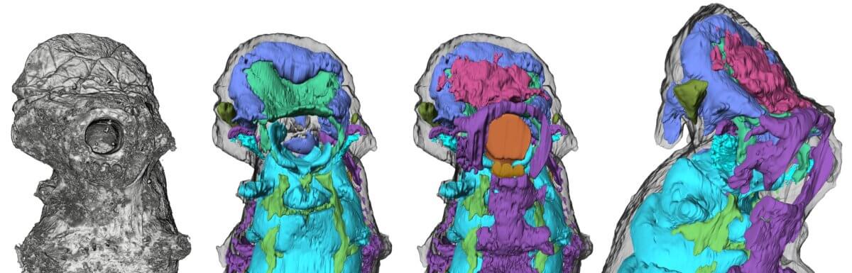 The head of Youti yuanshi, showing (from left) external view from below; internal organs, with ventral organs omitted; internal organs; (right) oblique view showing internal anatomy.